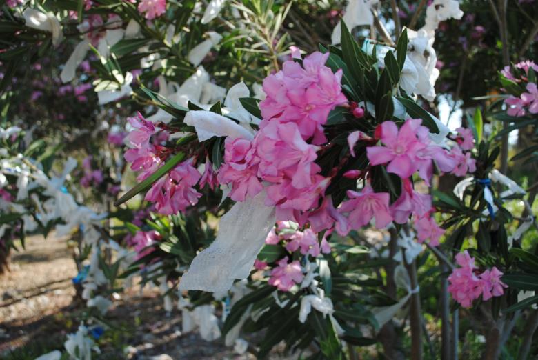 Free stock image of Tree full of tissues created by Bee 