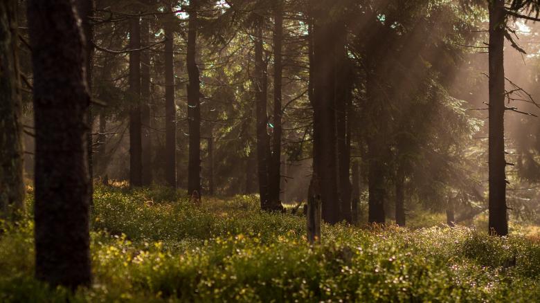 Free stock image of Fairy Land created by Unsplash