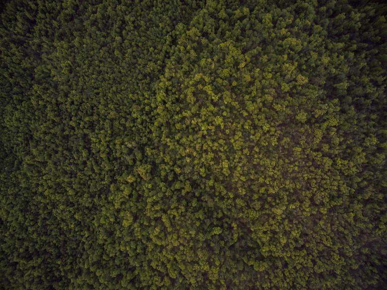 Free stock image of Bunch of Trees created by Unsplash