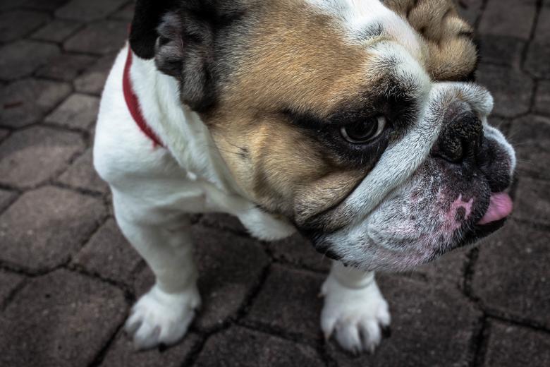 Free stock image of Loyal Friend created by Unsplash