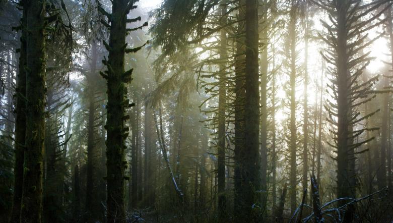 Free stock image of Wild Nature created by Unsplash