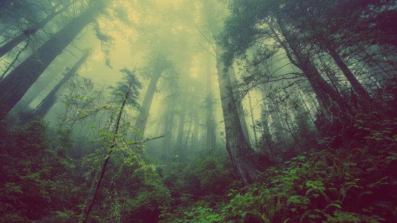 Free stock image of Green Nature created by Unsplash