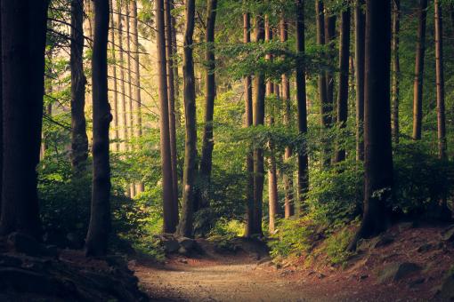 Free Stock Photo of Woods