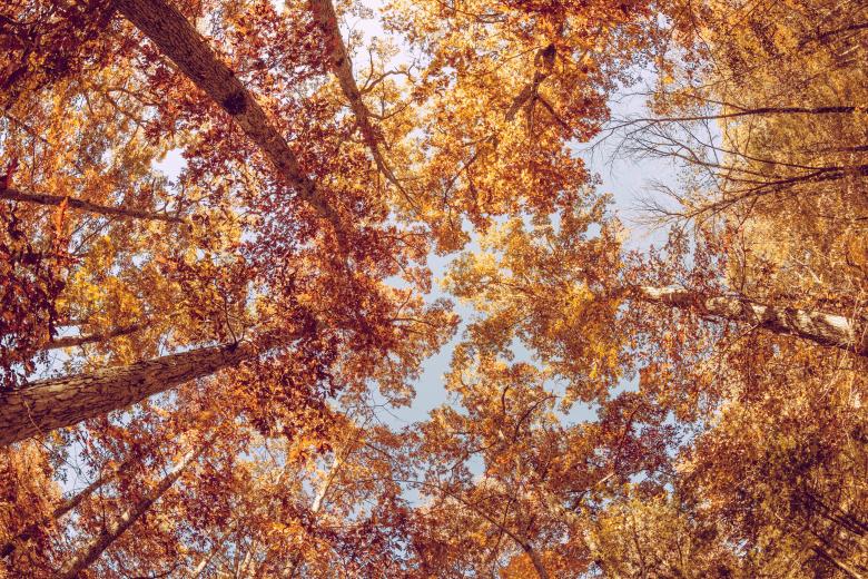Free stock image of Dry Leaves created by Unsplash