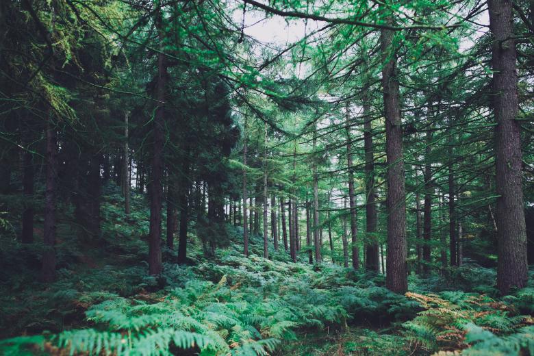 Free stock image of Nature created by Unsplash