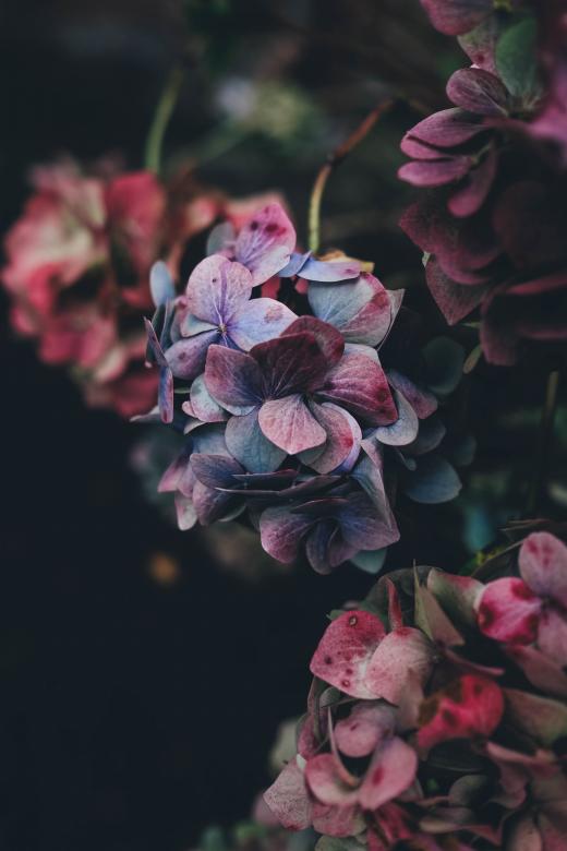 Free stock image of Red Leaves created by Unsplash