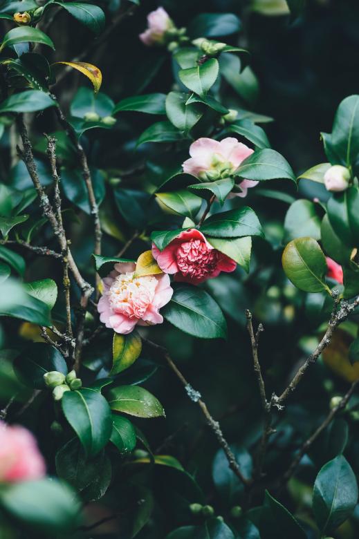 Free stock image of Roses created by Unsplash