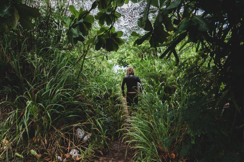 Free stock image of Through the Jungle created by Unsplash