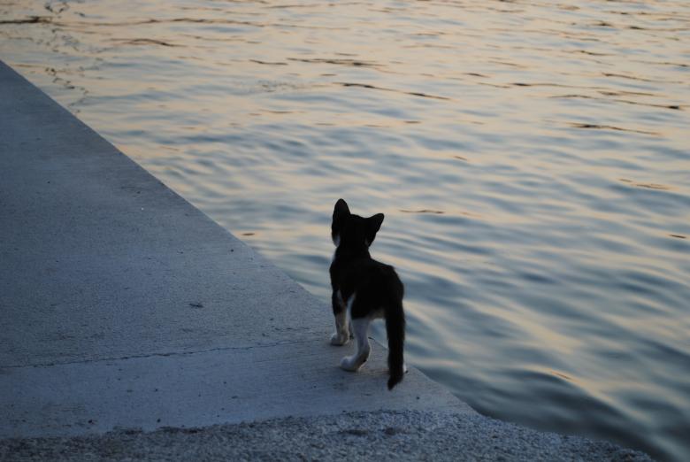 Free stock image of Cat on the Edge created by Bee 