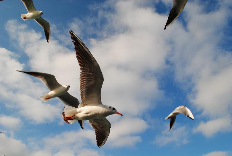 Free stock image of Seagulls Flying created by Bee 