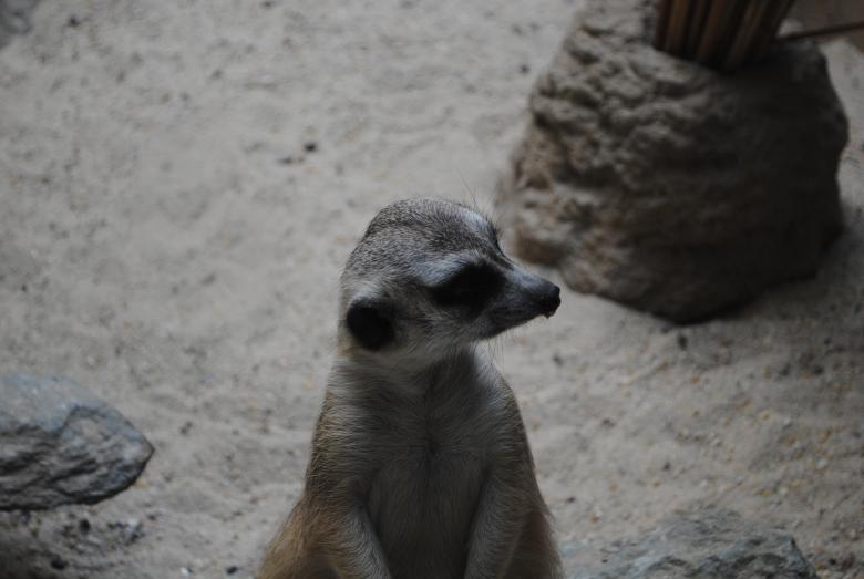 Free stock image of Wild Meerkat created by Bee 