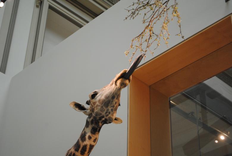 Free stock image of Giraffe in the Building created by Bee 