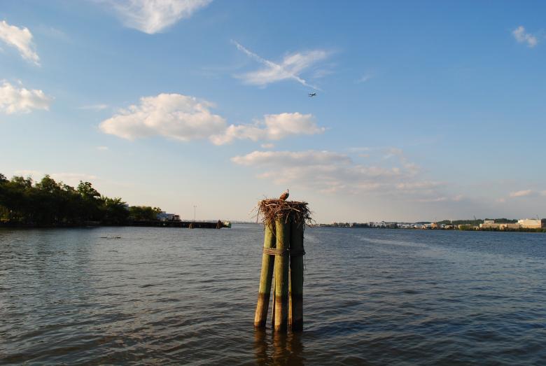 Free stock image of Bird on the Wood created by Bee 