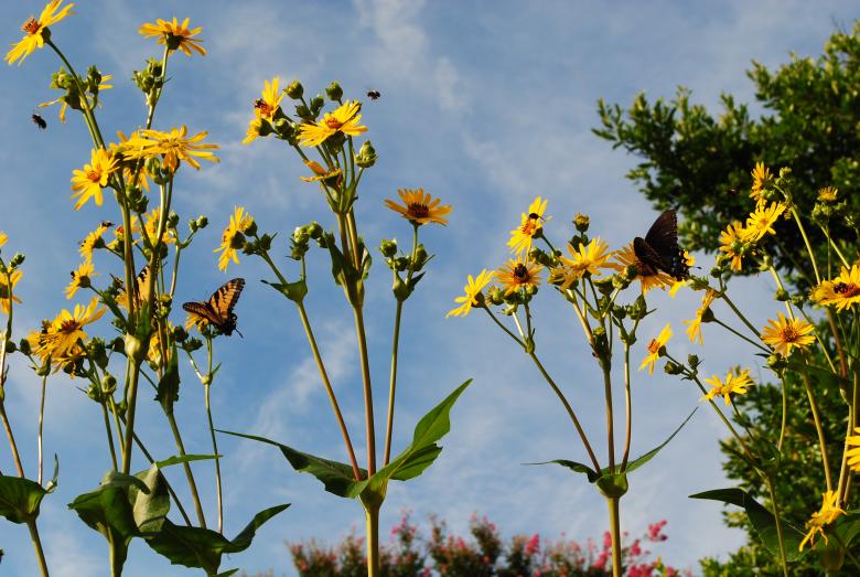 Free stock image of Butterflies in the Garden created by Bee 