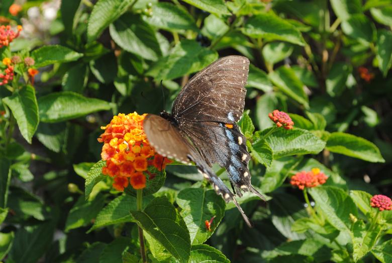 Free stock image of Butterfly in the Garden created by Bee 