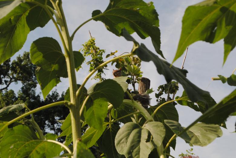 Free stock image of Wild Plant created by Bee 