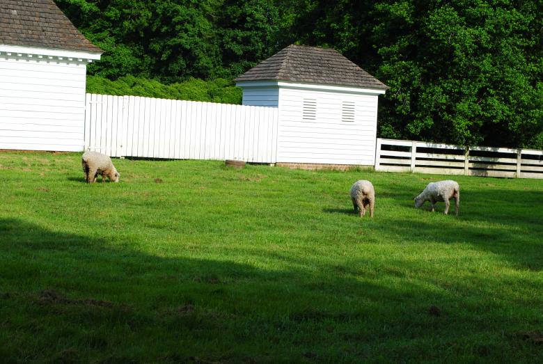 Free stock image of Sheep Farm created by Bee 