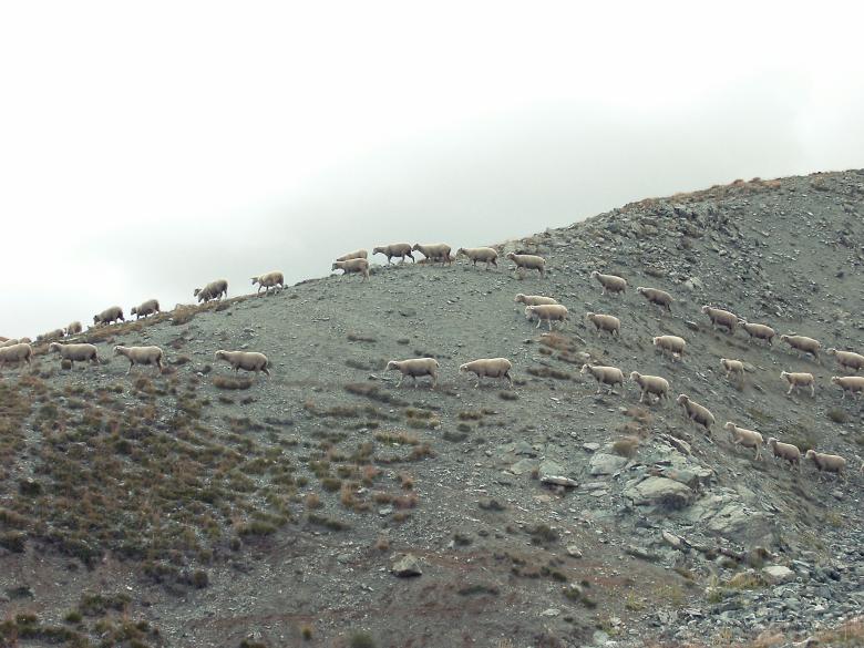 Free stock image of Sheeps created by Life of Pix