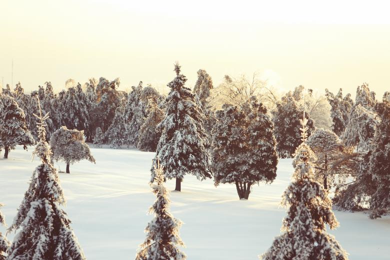 Free stock image of Snow in the woods created by Life of Pix