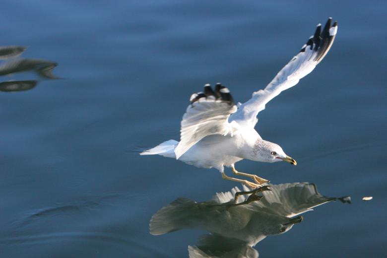 Free stock image of Seagull created by Life of Pix