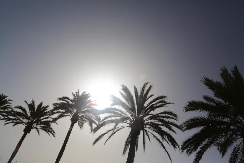 Free stock image of Palm Trees and Sun created by Life of Pix