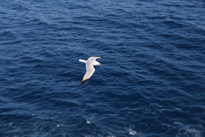 Free stock image of Bird over water created by Life of Pix