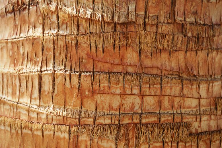 Free stock image of Texture of a palm tree created by Life of Pix