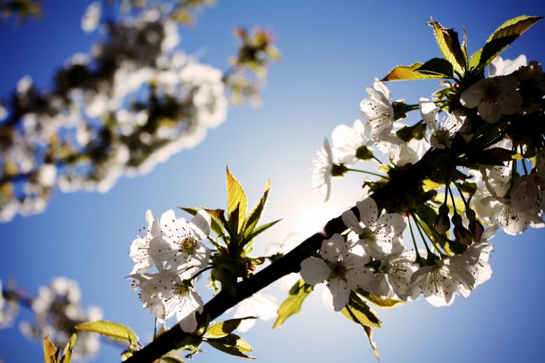 Free stock image of Cherry blossoms created by Life of Pix