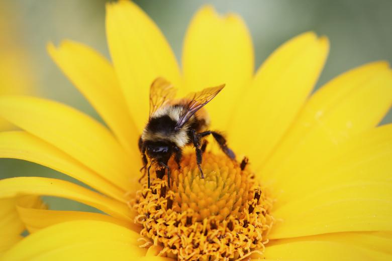 Free stock image of Bee flower created by Life of Pix