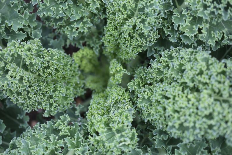 Free stock image of Salad plant created by Life of Pix