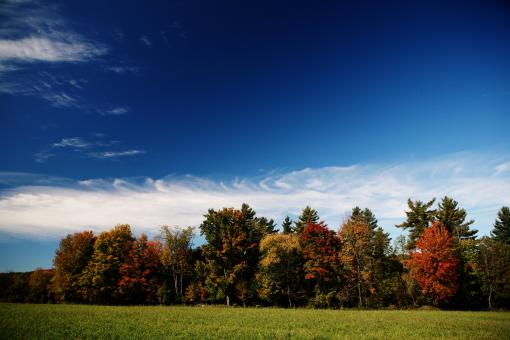 Free Stock Photo of Forest in autumn