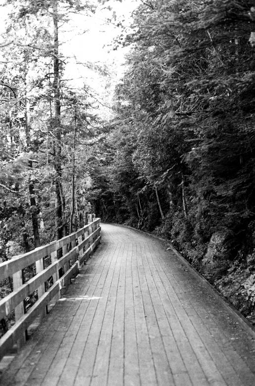 Free stock image of Pathway in the jungle created by Life of Pix
