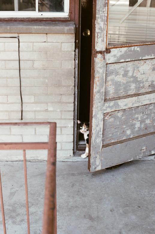 Free stock image of Cat at the entrance  created by Life of Pix