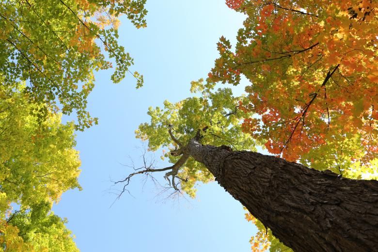 Free stock image of Trees in autumn created by Life of Pix