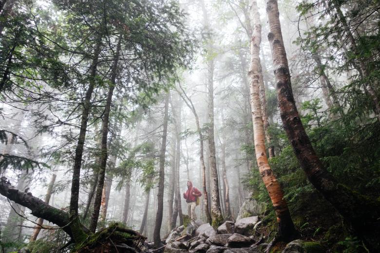 Free stock image of Hiking through the woods created by Unsplash