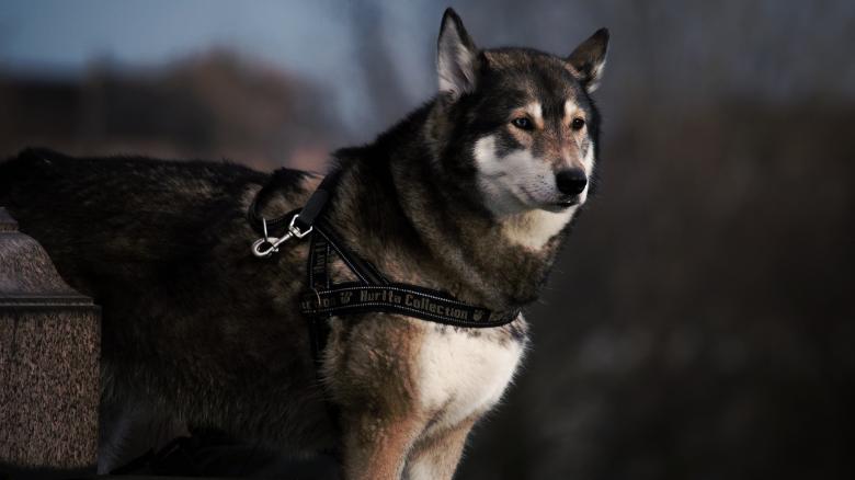 Free stock image of Doggy created by Unsplash