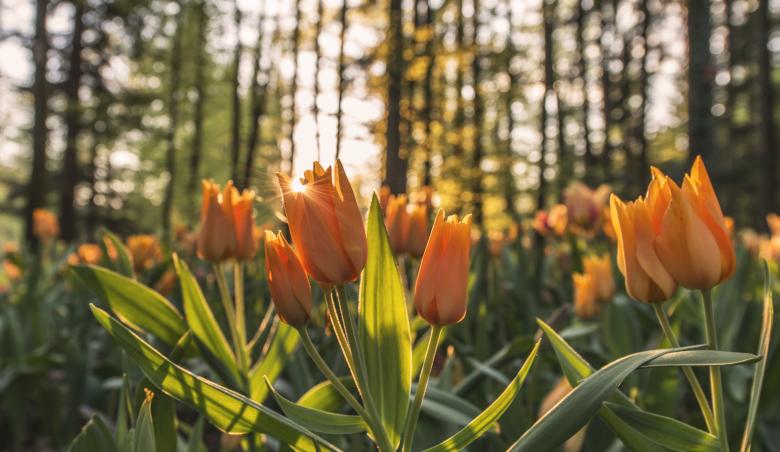 Free stock image of Garden created by Unsplash