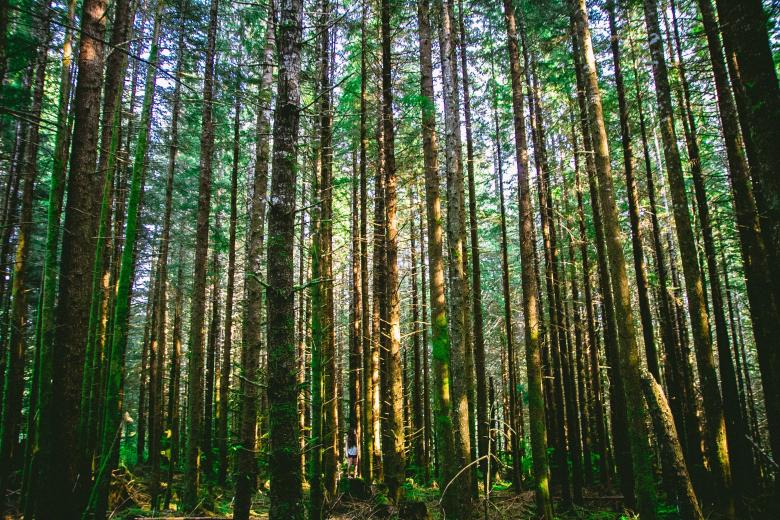 Free stock image of Wild Trees created by Unsplash