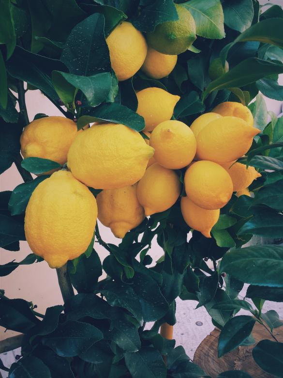 Free stock image of Lemon Tree created by Unsplash