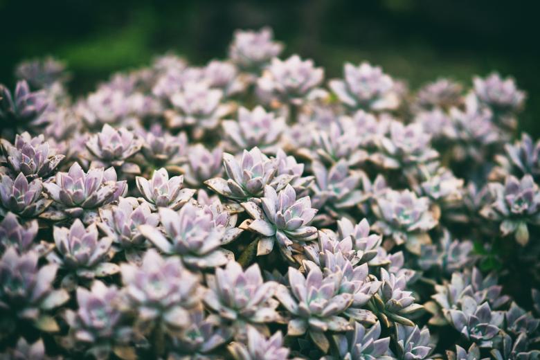 Free stock image of Rough Flower Background created by Unsplash