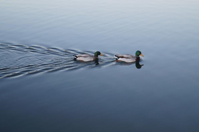 Free stock image of Duck swimmers created by Unsplash