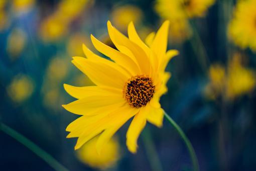 Group of Sunflowers - Free Stock Photo