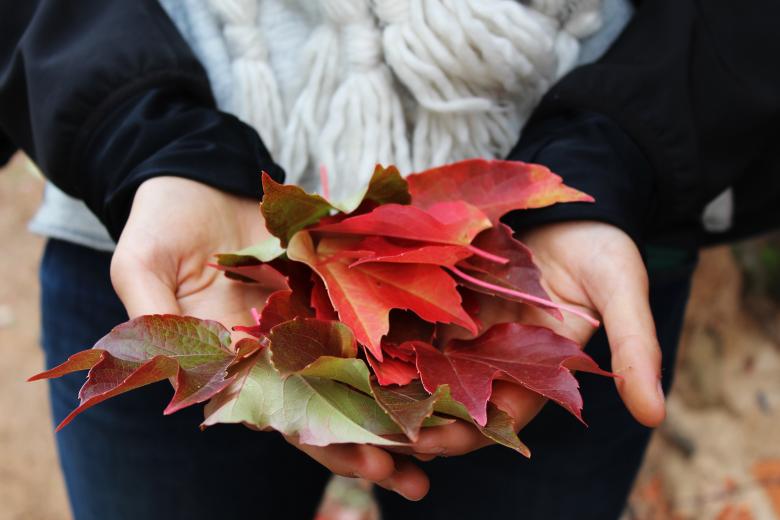 Free stock image of Fallen Leaves created by Unsplash