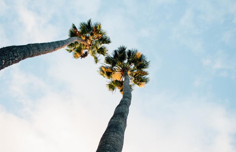 Free stock image of Tall Palm Trees created by Unsplash