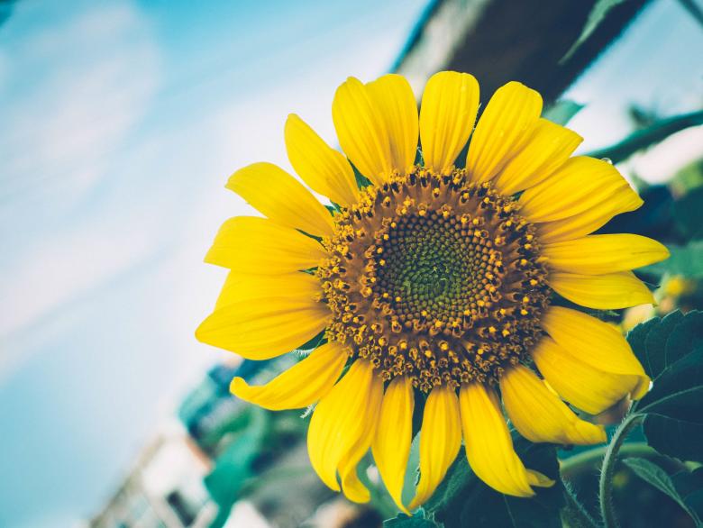 Free stock image of Sunflower created by Unsplash