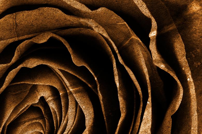 Free stock image of Sepia Grunge Rose created by Nicolas Raymond