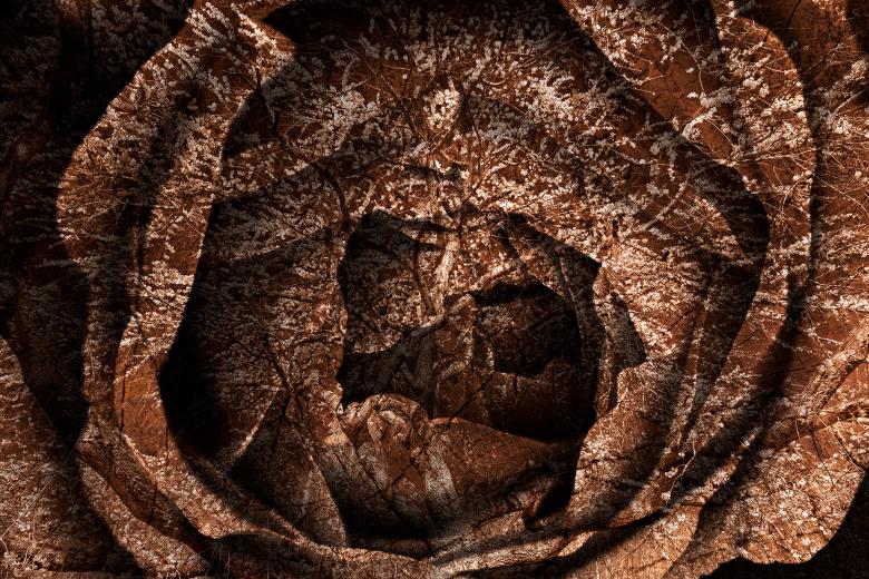 Free stock image of Cherry Blossom Wood Rose created by Nicolas Raymond