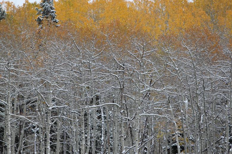 Free stock image of Bunch of Trees created by Life of Pix