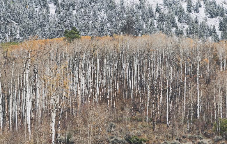 Free stock image of Wild Trees  created by Life of Pix