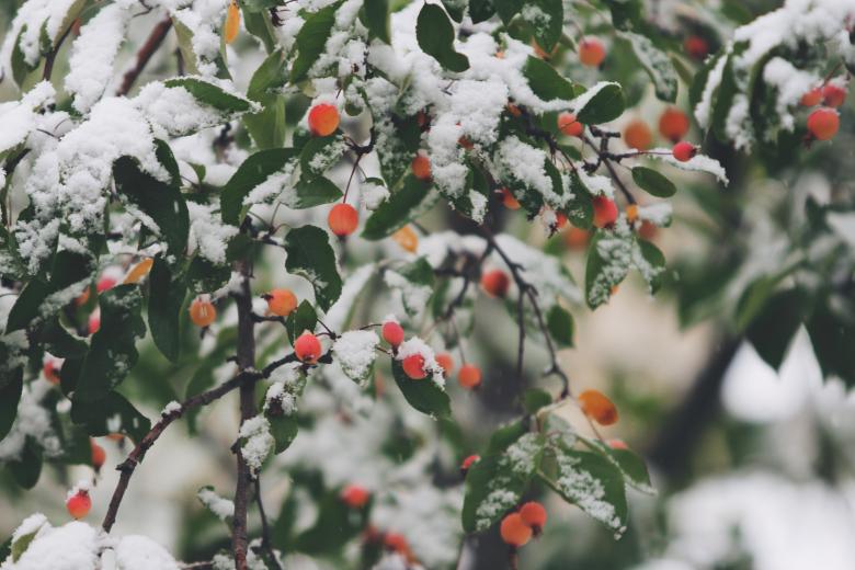 Free stock image of Wild Berries created by Life of Pix